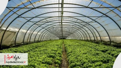 امیرحسین صفرقلی مدیر برنامه ملی ارتقاء فناوری در زنجیره ارزش محصولات گلخانه‌ای و شیلاتی