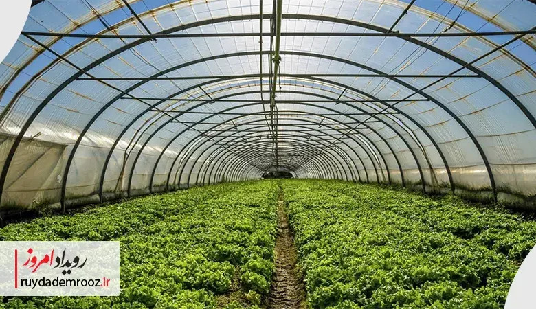 امیرحسین صفرقلی مدیر برنامه ملی ارتقاء فناوری در زنجیره ارزش محصولات گلخانه‌ای و شیلاتی